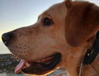 Лабрадор из Актау спас девочку ценой своей жизни